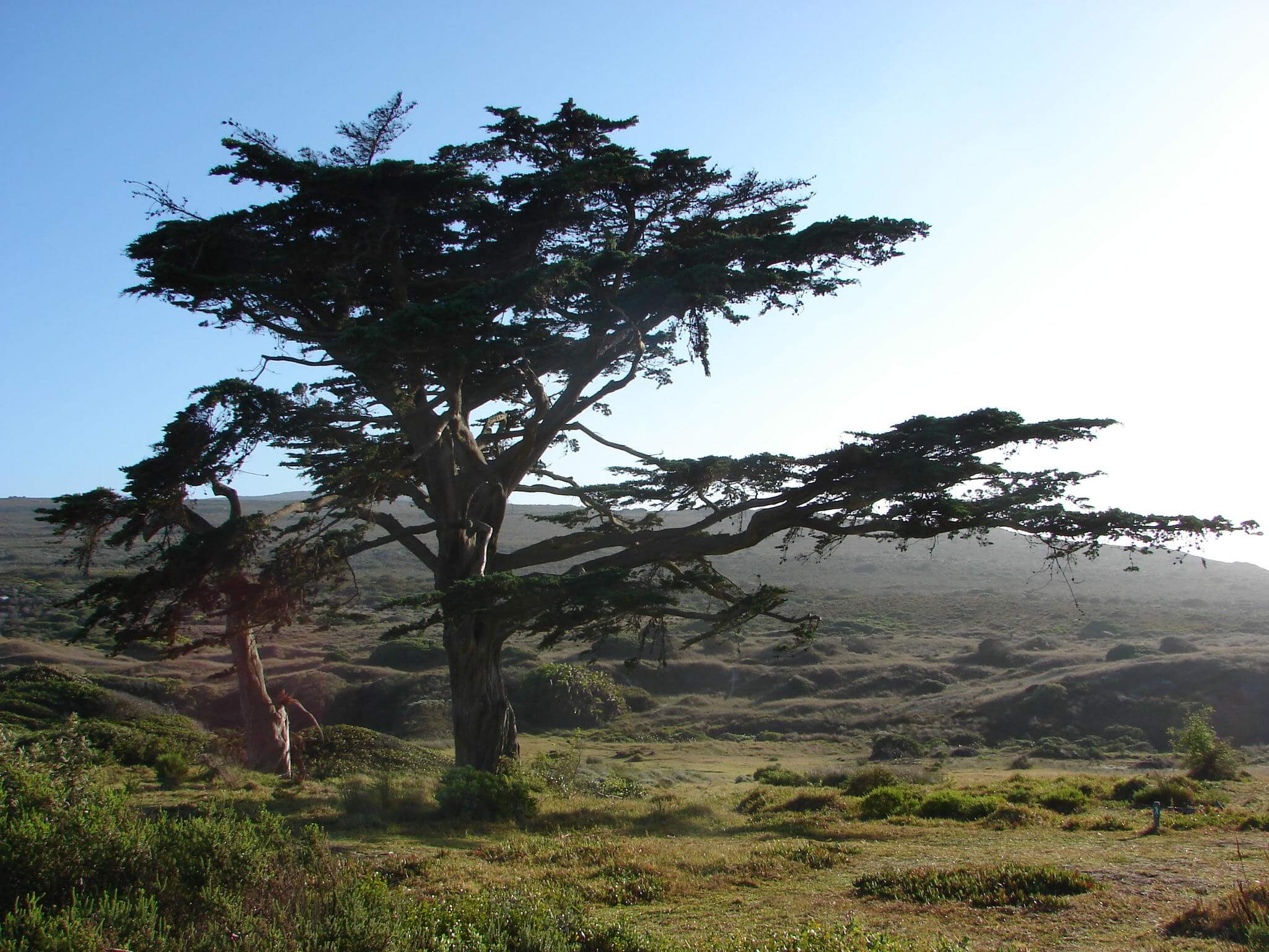 Cupressus macrocarpa 'Compacta'